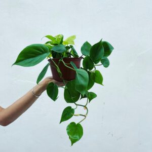 Green Sweetheart Plant | פיקוס סוויט הארט
