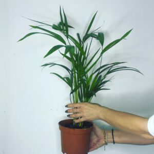 Areca palm | דקל אריקה