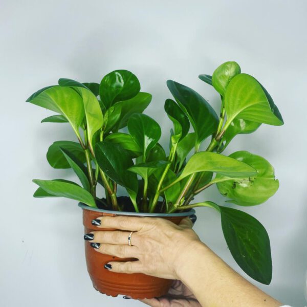 Peperomia | פפרומיה