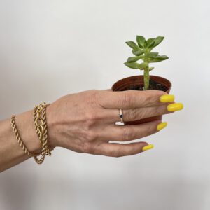Sedum adolphii – Succulent Plant