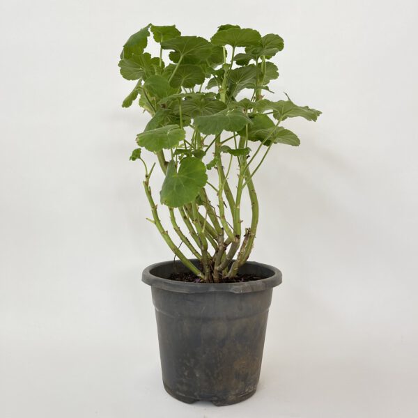 Pelargonium cotyledonis